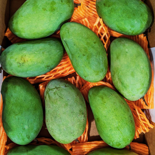Indian Mangos in New jersey